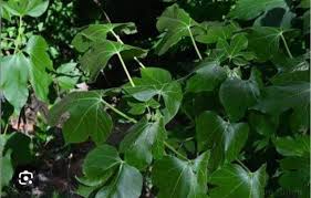 “Hospital Too Far”: The Jatropha Tanjorensis Plant for Malaria and Diabetes Treatment