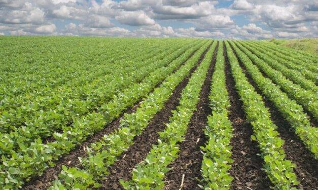 Seven Key Challenges That Shaped Nigeria’s Agriculture in 2024