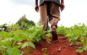 News Analysis: Sustainable Agriculture and Regional Cooperation Crucial to a Sustainable Future for Africa