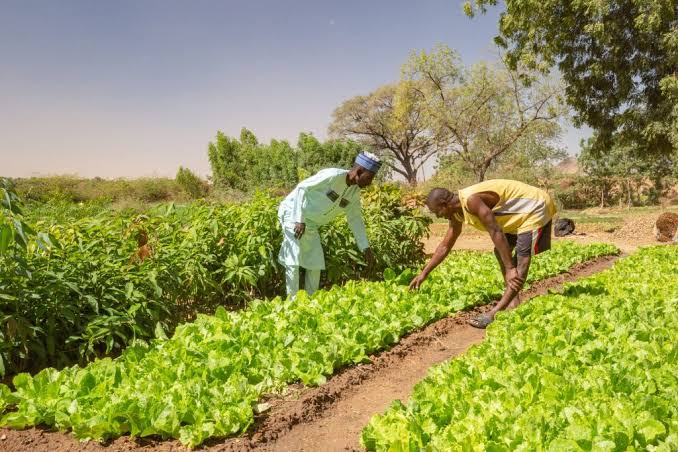 Gombe Farmers Demand Action on Undistributed Fertilizer Donation