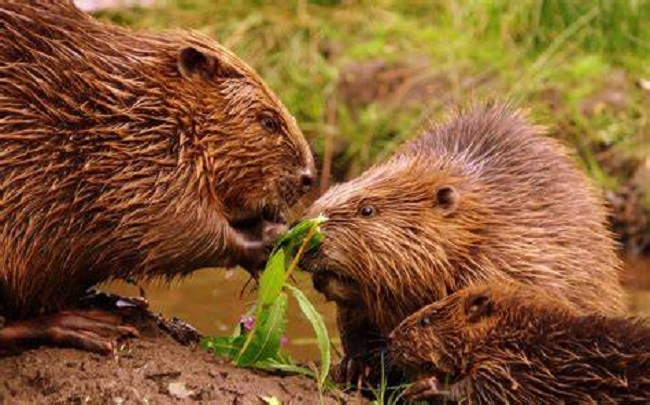 UK Environment Agency: Beavers Can Help Prevent Flooding
