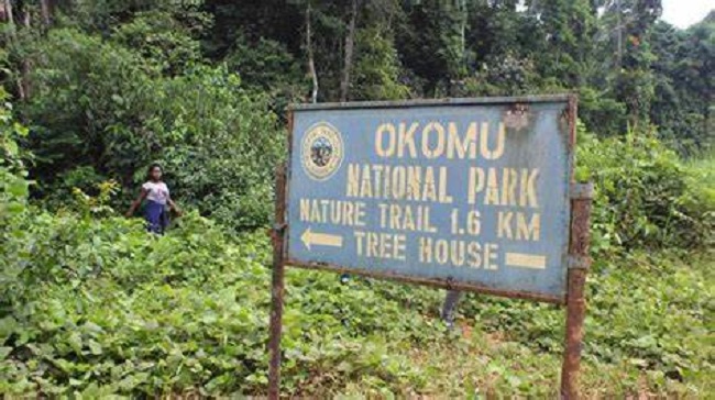 Okomu Park Sees Drop in Illegal Logging, Poaching – Conservator