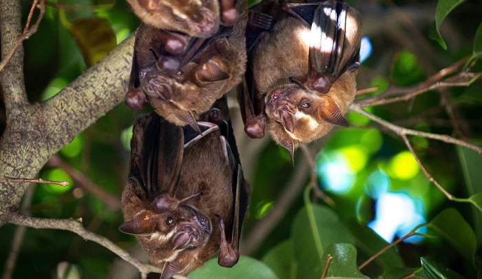 Bat Conservation Vital for Ecosystem Health and Pandemic Prevention