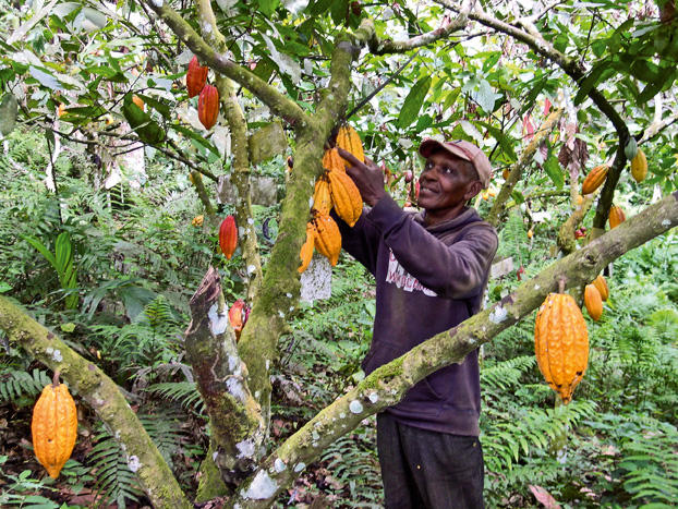 Cocoa Price Surge Spurs Youth Migration to Farming in Nigeria’s Southwest
