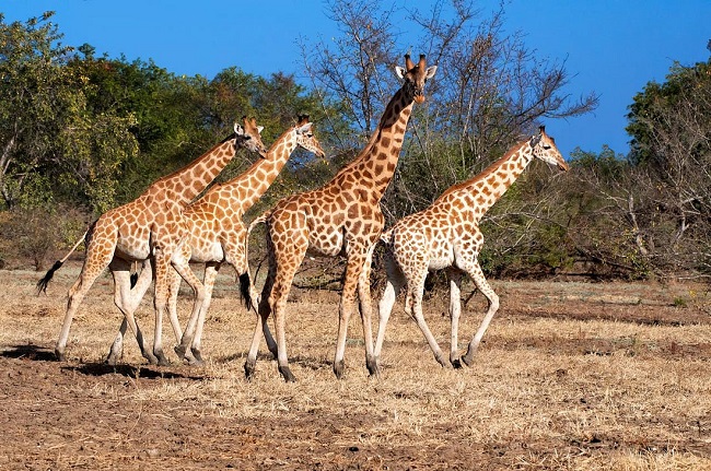 Conservation Efforts Aid Rare Kordofan Giraffe’s Comeback in Cameroon Park
