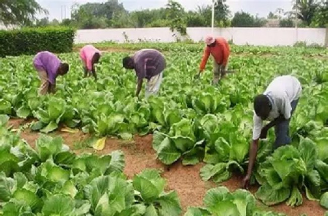 Togo Strengthens Soil Information System with Regional Hub Support to Boost Farm Productivity